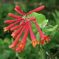 Honeysuckle Flower Seeds for Garden Planting - NON GMO Seeds