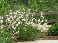 Heirloom Gaura Flower Seeds for Garden Planting, Non-GMO, Graceful Blooms for Pollinator Gardens - Gaura for planting in home garden