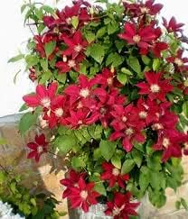 Clematis Flower Seeds Maroon for Planting - NON GMO Seeds for planting in home garden