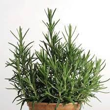 Rosemary Seeds for Ornamental and Edible Gardens-Heirloom & Non-GMO Seeds for planting Scientific Name Placeholder for planting in home garden