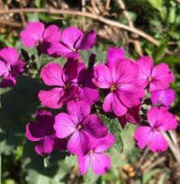 Lunaria Annua Flower Seeds for Planting, 100 pcs seeds for planting in home garden