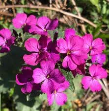 Lunaria Annua Flower Seeds for Planting, 100 pcs seeds for planting in home garden
