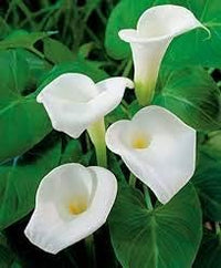 Calla Lily White Flower Seeds for Planting NON GMO Seeds for planting in home garden