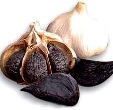 Black Garlic Allium sativum for planting in urban garden