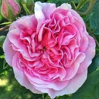 Damask Rose Bush Seeds for Planting â€“ Heirloom, Non-GMO Flower Seeds for Gardens