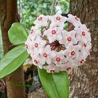 Heirloom Non-GMO Hoya Orchid Flower Seeds – Exotic Tropical Flower Seeds for Planting