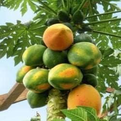 Yellow-Green Papaya Fruit Seeds for Planting - Yellow-Green Variety for Sweet Papayas