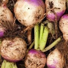 Rutabaga Brassica napobrassica for planting in cool garden