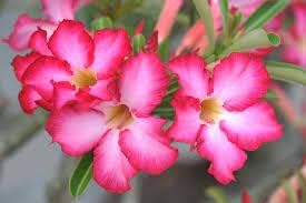 Desert Plant Flower Seeds for Planting - 100 Pcs pcs