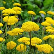 Yarrow Flower Seeds for Garden - NON GMO Seeds