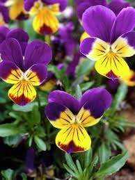 Johnny Jump Ups Flower Seeds – Heirloom Non-GMO Seeds for Colorful and Edible Garden Planting - Jump for planting in home garden