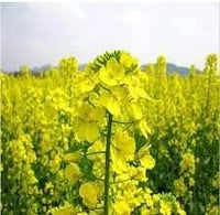 Rapeseed Flower Seeds for Planting - 100 pcs