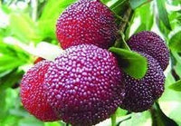 Purple Arbutus Bayberry Fruit Seeds for Planting - Heirloom and GMO Free Seeds for Home Garden
