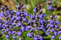 Bugle Flower Seeds for Garden Planting - 100 pcs