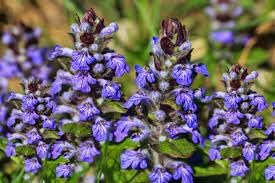 Bugle Flower Seeds for Garden Planting - 100 pcs for planting in your garden.