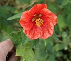 Abutilon Flower Seeds for Planting, 100 Pcs pcs