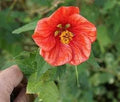 Flower (Flower scientific name) for planting in garden