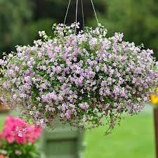 Blutopia Flower Seeds for Planting, Heirloom, Non-GMO, 100 pcs for planting in home garden