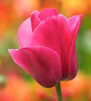 Pink Tulip Flower Seeds for Planting ƒ?? Vibrant, Heirloom, Non-GMO, Garden Flowers
