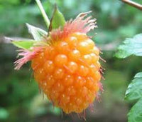 British Columbia Fruit Seeds for Growing Robust and Hardy Fruit Trees 100 Pcs pcs