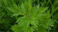 Blumea Plant Seeds for Garden Planting - NON GMO Seeds for planting in home garden