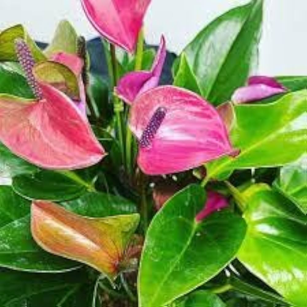 Heirloom Mixed Anthurium Andraeanum Flower Seeds – Non‑GMO Ornamental Seeds