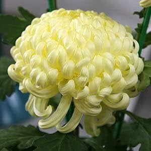 100 Pcs