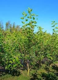 Mulberry Plant Seeds - Start Your Own Mulberry Tree with Quality Seeds 100 Pcs pcs