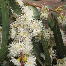 Eucalyptus Flower Seeds for Planting-Heirloom & Non-GMO Seeds for planting