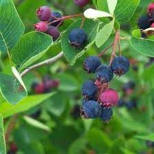 Juneberry Fruit Seeds for Growing Sweet and Nutritious Berries 100 Pcs pcs