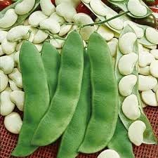 Lima Bean Seeds for Planting, 100 Pcs pcs
