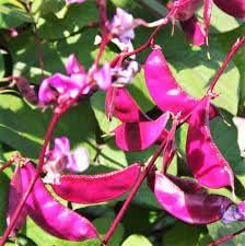 Hyacinth Bean Seeds for Planting - heirloom & Non-GMO Seeds
