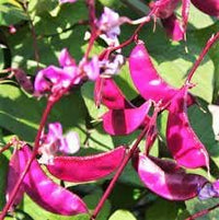 Hyacinth Bean Lablab purpureus seeds for garden planting