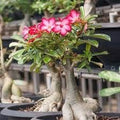 Adenium Obesum Flower Seeds for Planting – Fresh, Organic, Heirloom, Non-GMO Desert Rose Seeds for planting in your garden.