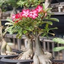 Adenium Obesum Flower Seeds for Planting – Fresh, Organic, Heirloom, Non-GMO Desert Rose Seeds for planting in your garden.