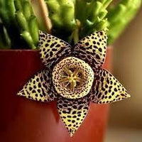 Stapelia Flower Seeds – Heirloom Non-GMO Succulent Seeds for Unique Garden Displays