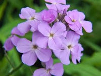 Hesperis Flower Planting Seeds for Garden NON GMO Seeds for planting in home garden