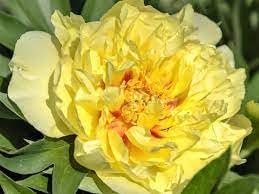 Flower (Flower scientific name) for planting in garden