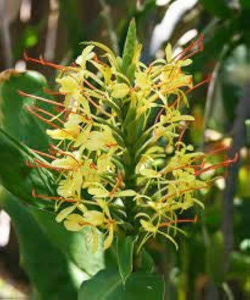 Yellow Fragrant Flower Seeds for Planting - NON GMO Seeds for planting in home garden