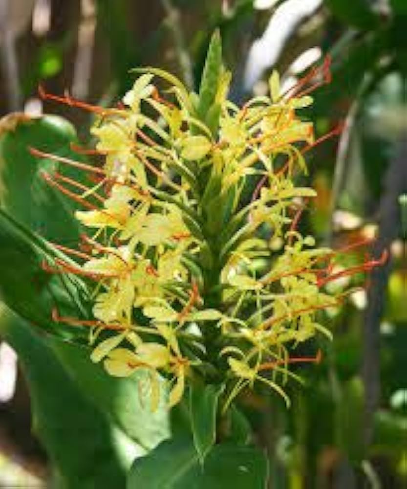 Yellow Fragrant Flower Seeds for Planting - NON GMO Seeds for planting in home garden