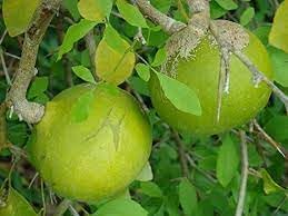Marmelos Fruit Seeds for Growing Unique and Aromatic Fruit Trees 100 Pcs pcs