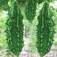 100 Pcs