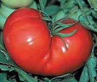 Light Yellow Tomato Solanum lycopersicum for planting in urban garden