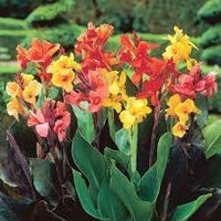 Canna Plant Seeds for Planting, 100 pcs