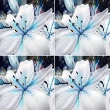 Lilium Flower Seeds for Garden Planting - NON GMO Seeds