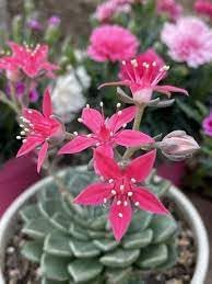 Graptopetalum Bellum Flower Seeds for Planting -Grow Vibrant Flowers at your Home Garden