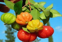 Pitanga Fruit Seeds for Planting - Unique, Tangy Fruits in Your Garden, Heirlom Seeds