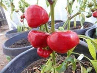 Nora Pepper Seeds for Planting - Spicy Vegetable - heirloom & Non GMO Seeds