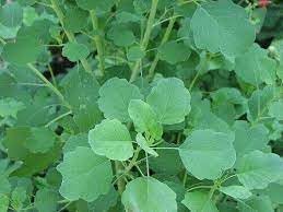 Papalo Plant Seed Pack for Unique Herb and Flavor Production 100 pcs