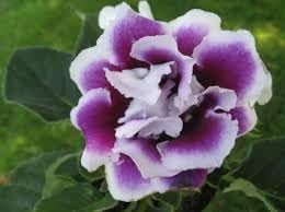 Gloxinia Flower Seeds, Heirloom, Non-GMO Seeds for Planting - Flower for planting in home garden